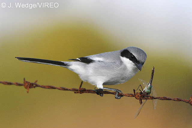 Loggerhead Shrike w27-17-007.jpg